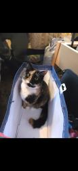 Lost Female Cat last seen Cherry Trees Car Park Dereham, Norfolk, England NR19 2EN