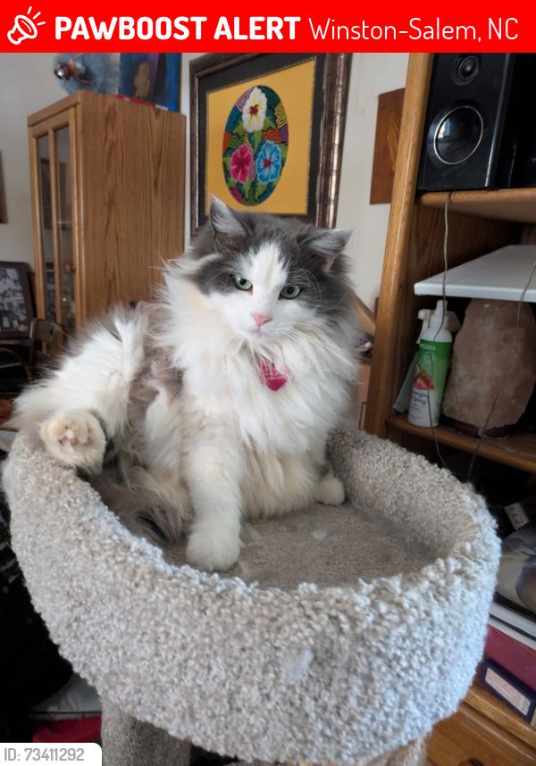 Lost Female Cat last seen Corner of S Cliffdale Dr and Vandalism St Winston salem, Winston-Salem, NC 27104
