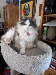 Lost Female Cat last seen Corner of S Cliffdale Dr and Vandalism St Winston salem, Winston-Salem, NC 27104