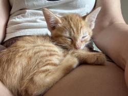 Found/Stray Male Cat last seen Willoughby Ave and Formosa, Los Angeles, CA 90046