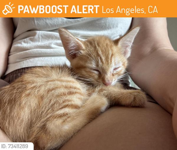 Found/Stray Male Cat last seen Willoughby Ave and Formosa, Los Angeles, CA 90046