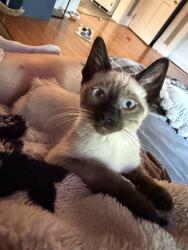 Reunited Male Cat last seen jackson street, franklin street, Oshkosh, WI 54901