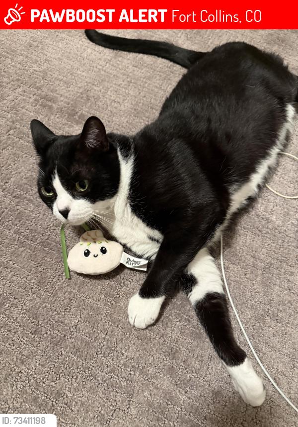 Lost Male Cat last seen Taft hill, Avery park, Fort Collins, CO 80521