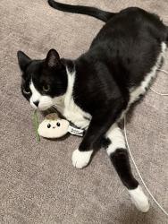 Lost Male Cat last seen Taft hill, Avery park, Fort Collins, CO 80521