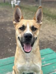 Shelter Stray Male Dog last seen Near Orchid Mdws, Within Coalition, TX, 11300 Nacogdoches Rd, San Antonio, TX 78217, USA