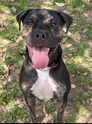 Shelter Stray Male Dog last seen Dumped at hospital, Unknown,, 11300 Nacogdoches Rd, San Antonio, TX 78217, USA