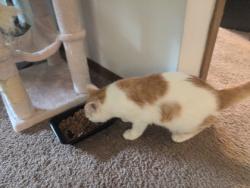 Shelter Stray Male Cat last seen Near Little Bearskin Rd,, Wisconsin, WI, 5132 Voges Rd, Madison, WI 53718, USA