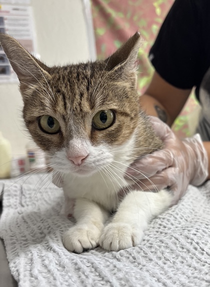 Shelter Stray Female Cat last seen Stahl Road & Hay Market, Within Coalition, TX, 11300 Nacogdoches Rd, San Antonio, TX 78217, USA