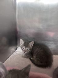 Shelter Stray Female Cat last seen northeast, Within Coalition, TX, 11300 Nacogdoches Rd, San Antonio, TX 78217, USA