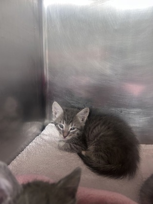 Shelter Stray Female Cat last seen northeast, Within Coalition, TX, 11300 Nacogdoches Rd, San Antonio, TX 78217, USA