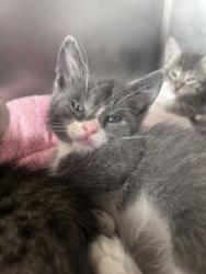 Shelter Stray Male Cat last seen northeast, Within Coalition, TX, 11300 Nacogdoches Rd, San Antonio, TX 78217, USA