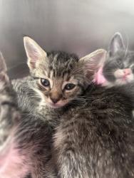 Shelter Stray Female Cat last seen northeast, Within Coalition, TX, 11300 Nacogdoches Rd, San Antonio, TX 78217, USA