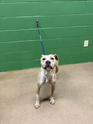 Shelter Stray Female Dog last seen Near Presher Rd, 29625, Anderson County, SC, 1320 US-29, Anderson, SC 29626, USA