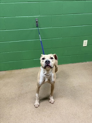 Shelter Stray Female Dog last seen Near Presher Rd, 29625, Anderson County, SC, 1320 US-29, Anderson, SC 29626, USA