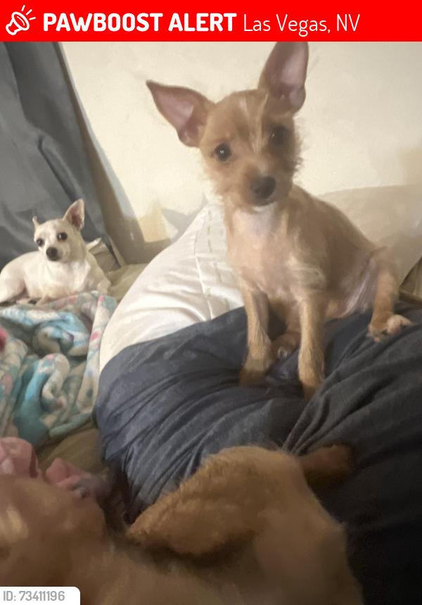 Lost Female Dog last seen Mojave Desert Inn, Las Vegas, NV 89121