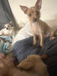 Lost Female Dog last seen Mojave Desert Inn, Las Vegas, NV 89121