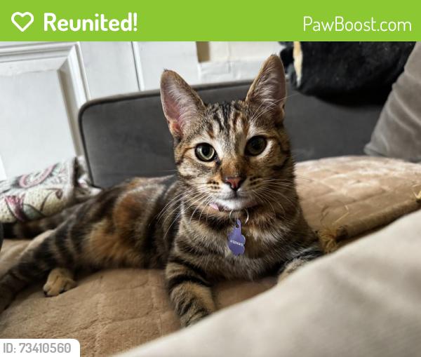 Reunited Female Cat last seen Geary and anza, San Francisco, CA 94118