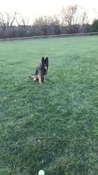 Lost Male Dog last seen S 1st st, Cedar Bluffs, NE 68015