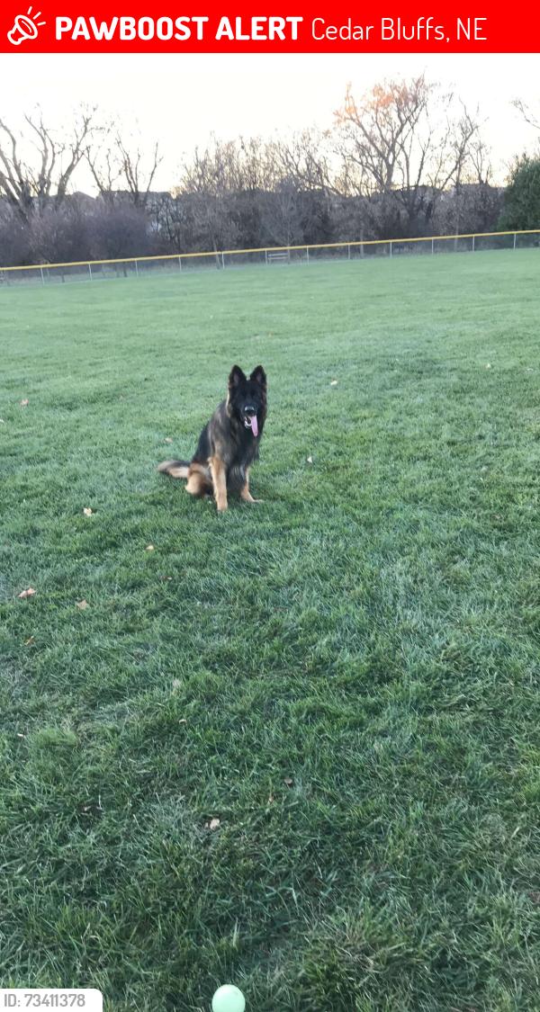 Lost Male Dog last seen S 1st st, Cedar Bluffs, NE 68015