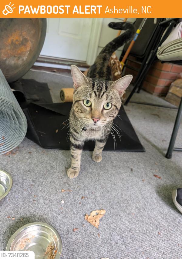 Found/Stray Male Cat last seen Beverly Road, Asheville NC, Asheville, NC 28805