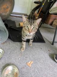 Found/Stray Male Cat last seen Beverly Road, Asheville NC, Asheville, NC 28805