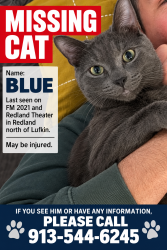 Lost Male Cat last seen redland theatre road and 2021, Lufkin, TX 75901