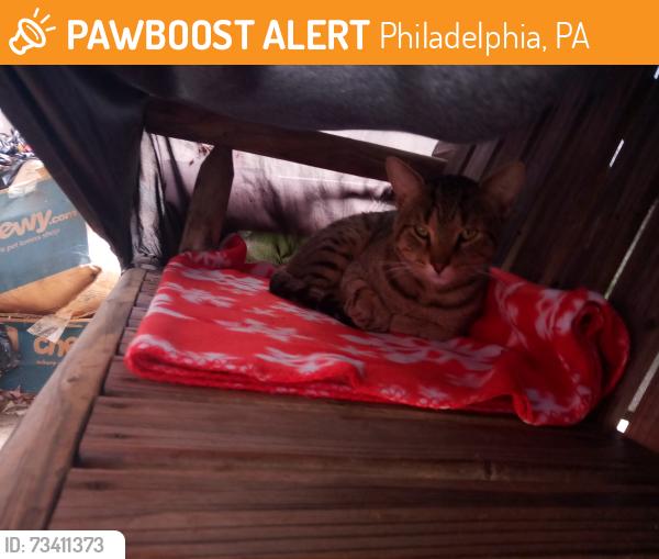 Found/Stray Unknown Cat last seen Normandy dr. Philadelphia. 19154, Philadelphia, PA 19154