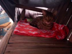 Found/Stray Unknown Cat last seen Normandy dr. Philadelphia. 19154, Philadelphia, PA 19154
