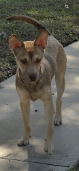 Found/Stray Male Dog last seen Old Moss and Oak Ledge in Forest Oak, San Antonio, TX 78217