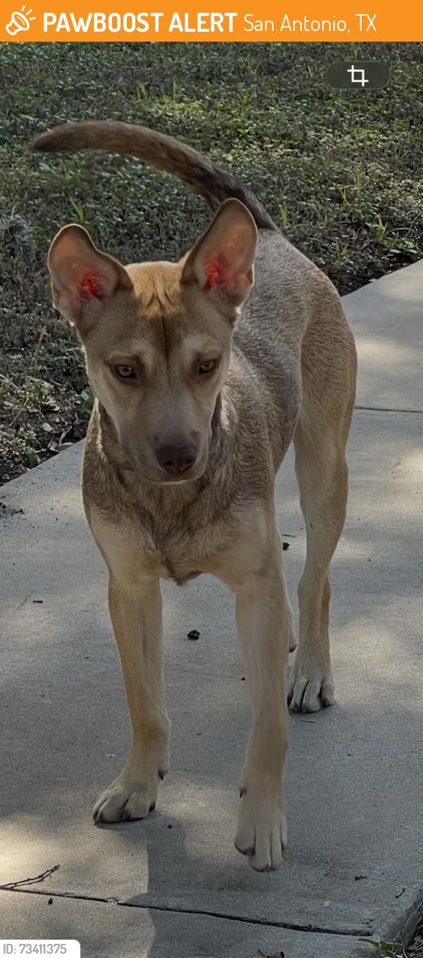 Found/Stray Male Dog last seen Old Moss and Oak Ledge in Forest Oak, San Antonio, TX 78217