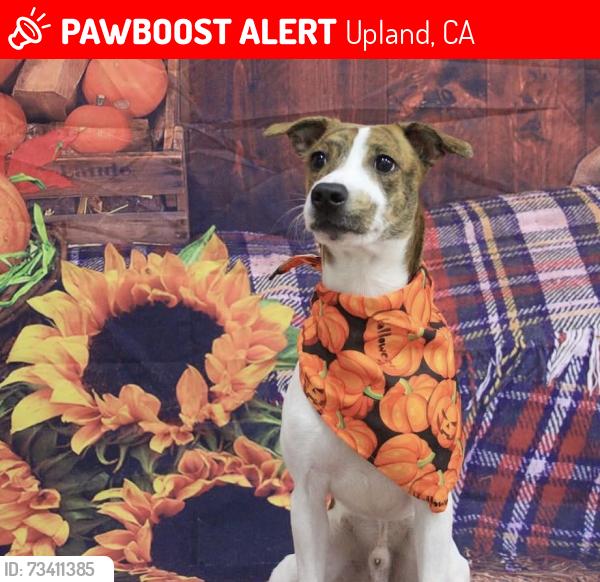 Lost Male Dog last seen Near w foothill blvd, Upland, CA 91786
