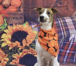 Lost Male Dog last seen Near w foothill blvd, Upland, CA 91786