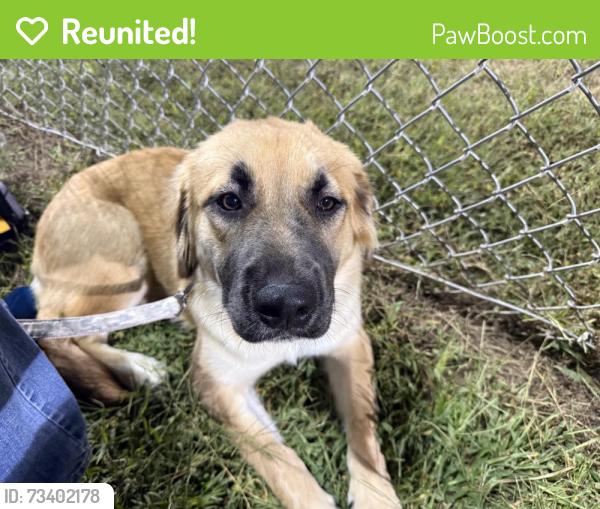 Reunited Female Dog last seen McCauley, Fredericksburg, VA 22405