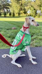 Reunited Male Dog last seen Central Park Doylestown, Doylestown Township, PA 18901