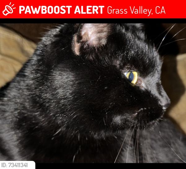 Lost Female Cat last seen (39.2069088, ), Grass Valley, CA 95945