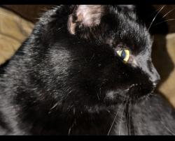 Lost Female Cat last seen (39.2069088, ), Grass Valley, CA 95945