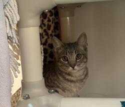 Shelter Stray Female Cat last seen Near 45th Street, San Diego, CA, 92105, 5500 Gaines St, San Diego, CA 92110, USA