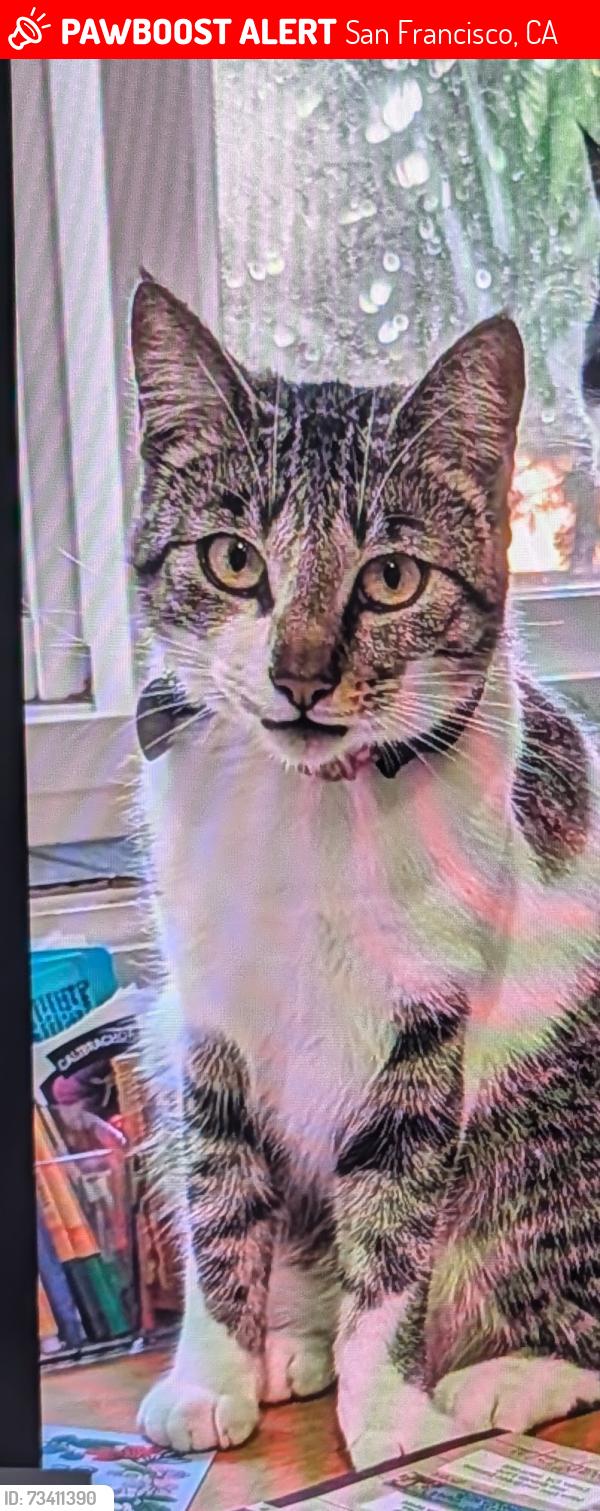 Lost Female Cat last seen central between hayes and grove, San Francisco, CA 94117