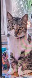 Lost Female Cat last seen central between hayes and grove, San Francisco, CA 94117