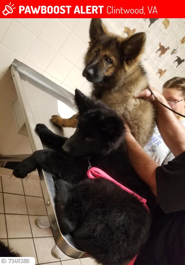Lost Female Dog last seen Near Browning hollow Clintwood,Virginia, Clintwood, VA 24228