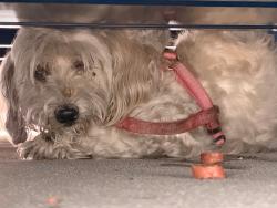 Found/Stray Unknown Dog last seen St Charles & Vernon, Vernon, CA 90058