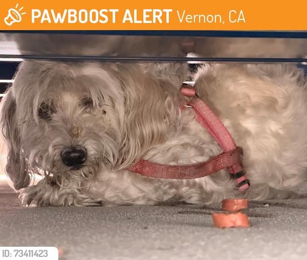 Found/Stray Unknown Dog last seen St Charles & Vernon, Vernon, CA 90058