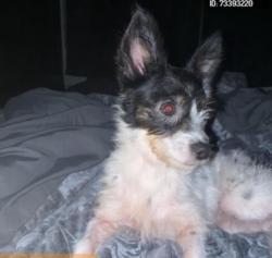 Lost Female Dog last seen park drive & 32nd st, Kansas City, KS 66102
