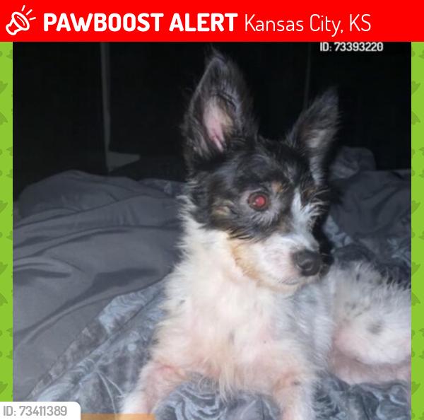 Lost Female Dog last seen park drive & 32nd st, Kansas City, KS 66102