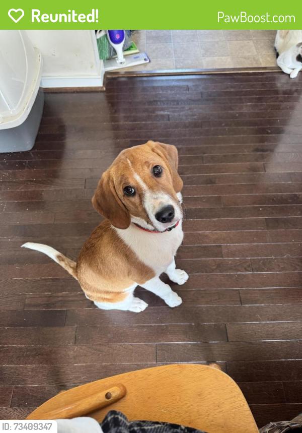 Reunited Female Dog last seen Hensley rd and 522, Mineral, VA 23117