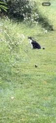 Reunited Unknown Cat last seen Skillman, Montgomery, NJ 08558, USA, Montgomery, NJ 08558