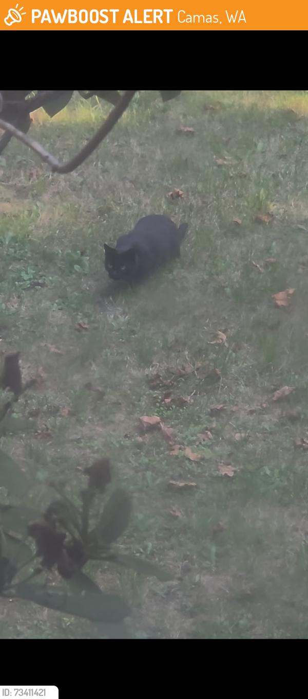 Found/Stray Unknown Cat last seen 192nd, Camas, WA 98607