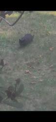 Found/Stray Unknown Cat last seen 192nd, Camas, WA 98607