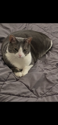 Reunited Male Cat last seen Front street, Philadelphia, PA 19148
