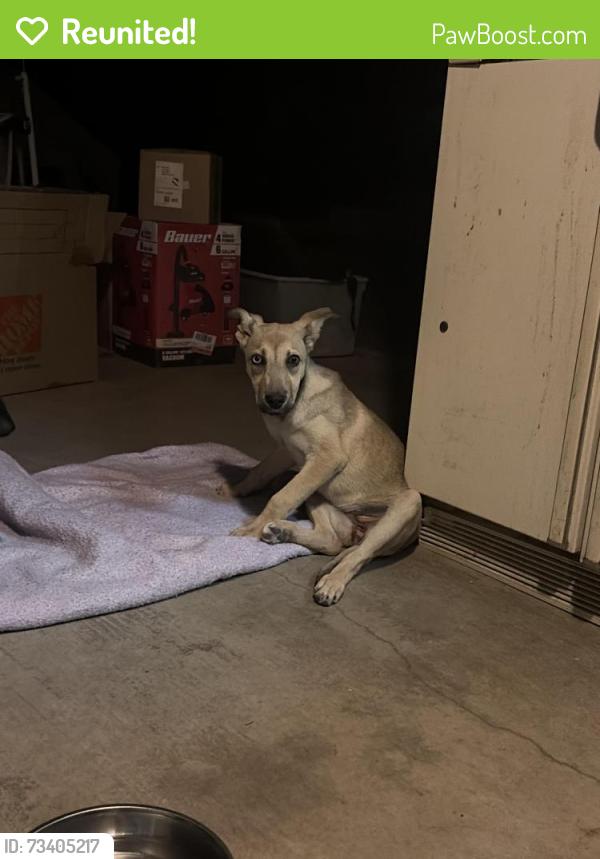 Reunited Unknown Dog last seen Hollyberry, Victorville, CA 92392